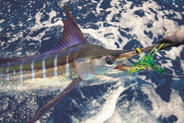 The T-Curve Revolution Bluewater Travel LT Spin 703 matched up with a Saragosa SW 5000 spinning reel proved the ideal set up for casting lures to medium-sized pelagics such as this Kimberley queenfish.